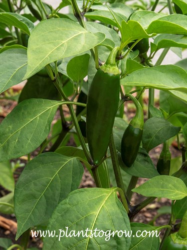 Emerald Fire Jalapeno Pepper (Capsicum annuum)